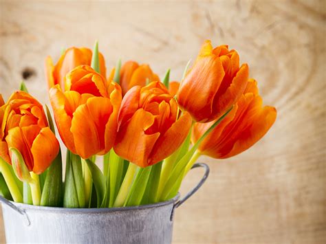 Fonds Decran Tulipes Orange Fleurs Télécharger Photo