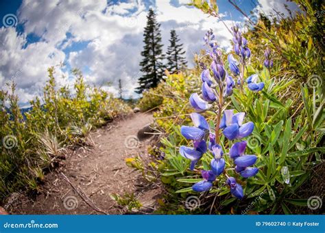 Wildflowers In The Forest Stock Photo Image Of Mountains 79602740