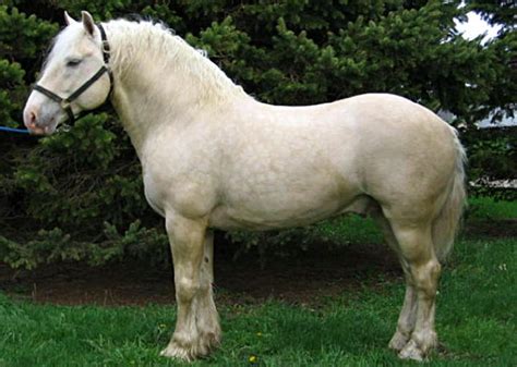 Mejores 29 Imágenes De American Cream Draft Horse En