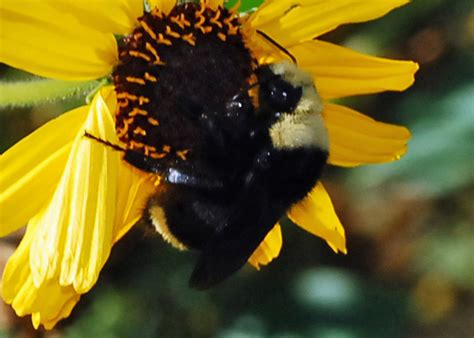 Yellow Faced Bumble Bee Bombus Vosnesenskii Bugguidenet