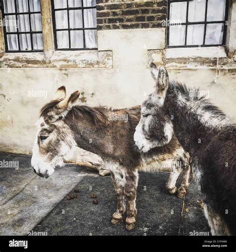 Two Donkeys High Resolution Stock Photography And Images Alamy