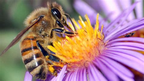 Since there are different kinds of flowers in the world, why not separate them in two different groups. Lesson Plan | Flowers Seeking Pollinators