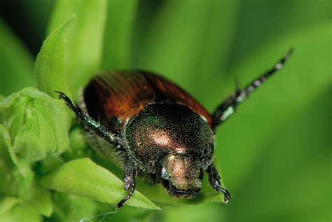 How To Control Japanese Beetles In Your Organic Vegetable Garden