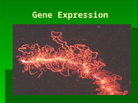 PPTX Gene Expression Cell Differentiation Cell Types Are Different