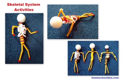 Skeletal System Activities Homeschool Den