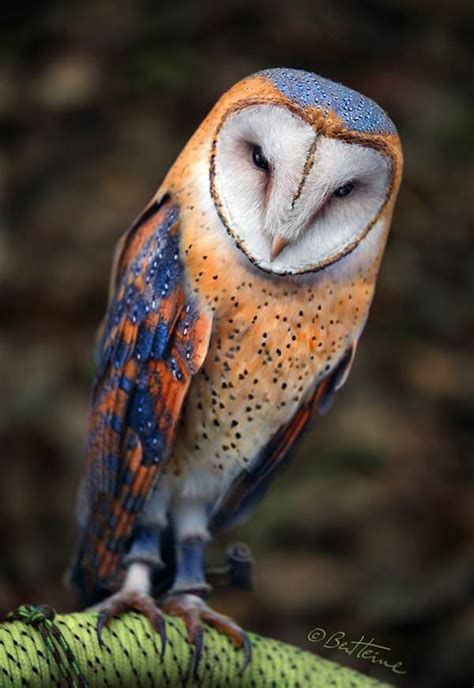 Striking Colors On This Owl Cute Animals Beautiful Birds Animals
