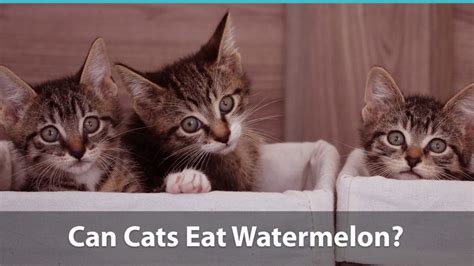 Do not be surprised if your cat rejects this fruit. Can Cats Eat Watermelons Or Is It Bad For Them?