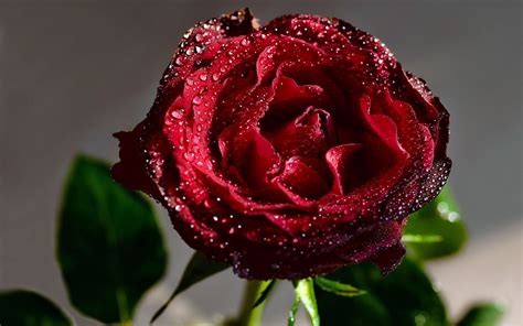 Wallpaper Download 5120x3200 Perfect Red Rose Full With Fresh Water