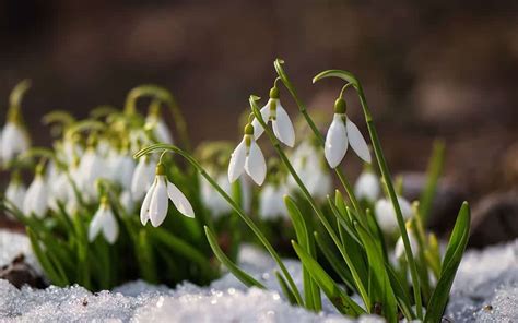 The Top Ten Winter Flowering Plants David Domoney