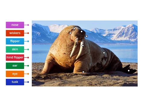 Walrus Labelled Diagram