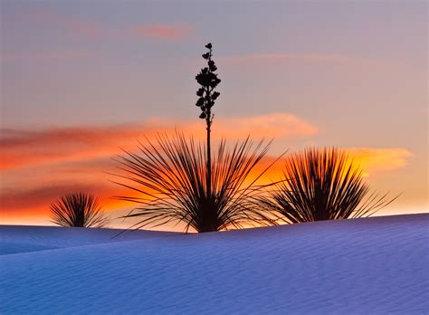 The park covers 145,762 acres (227.8 sq mi; Photographs of White Sands National Monument in New Mexico ...