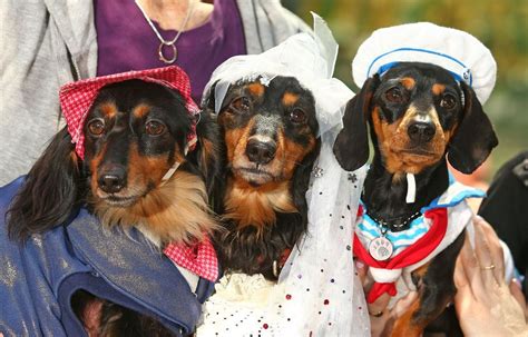 Here are addresses of dachshund rescue centers across the usa. The event also raised money for Dachshund Rescue Australia ...