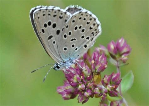 Triumphant Return Of The Large Blue Butterfly Animals Zone