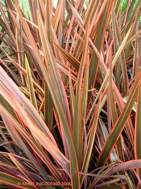 While falling leaves, a visible cue of the changing of the seasons, are always a visual treat, the end result is often a landscape filled with bare branches. 20 New Zealand Flax - Section 1 Group 2
