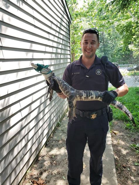 4 Foot Alligator Found At Kent County Duplex