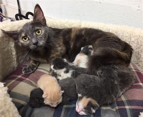 We did not find results for: Stray Cat Came to Shelter with Big Belly, So Pregnant She ...