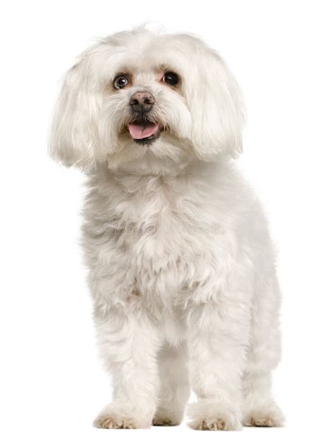 Front View Of Old Maltese Dog Standing Stock Image Image Of Isolated