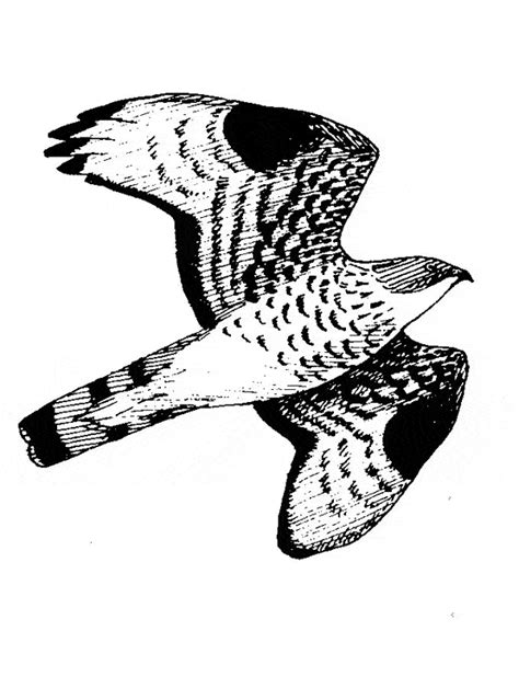 You can use our amazing online tool to color and edit the following buzzard coloring pages. Buzzard coloring page - Animals Town - animals color sheet ...