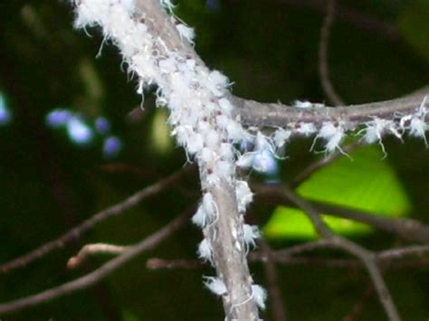 If you have noticed that mealybugs look like small pieces of cotton or blotches of powder all over the leaves, those small, fuzzy, tiny white bugs on plants are probably mealybugs. White fuzzy tree branch bugs - Grylloprociphilus ...