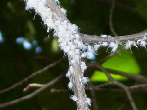 They are the tree trying to heal itself. White fuzzy tree branch bugs - Grylloprociphilus ...
