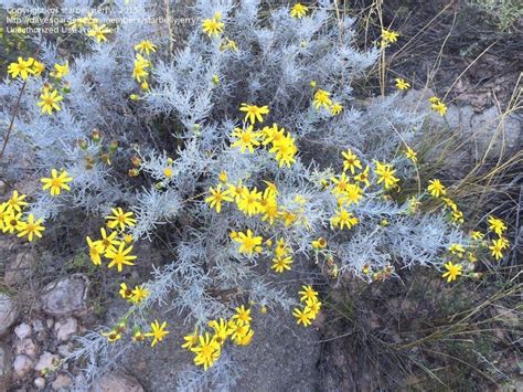The silver leaves of dusty miller combined with the red flowers of salvia is one example. Plant Identification: CLOSED: Silver leaves, yellow ...