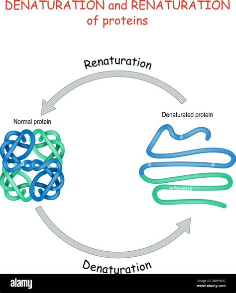 Process Of Denaturation And Renaturation Of Proteins Vector Diagram