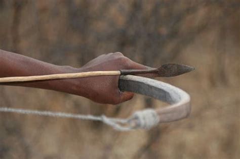 Bushmens Poisoned Arrows Improved Hunting But Also Marked Shift In