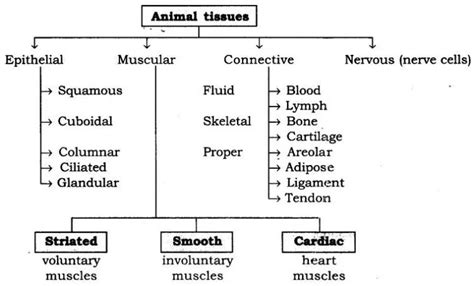 Ncert Solutions For Class 9 Science Chapter 6 Tissues Biology