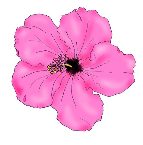 Clipart Bunga Raya Png Flower Hibiscus Sticker Chemistry Cartoon Png
