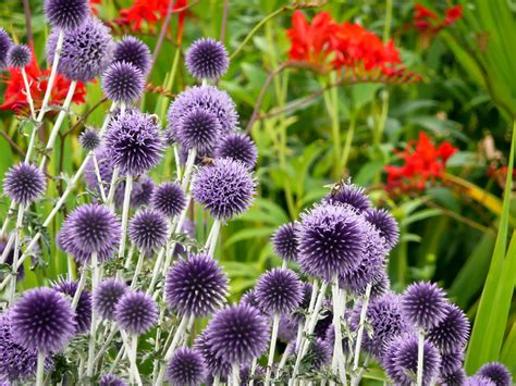 Purple Globes Spiky Flower Flickr Photo Sharing