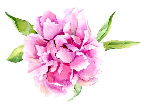 Pink Peony Flower Print Of Original Watercolor Painting Watercolor