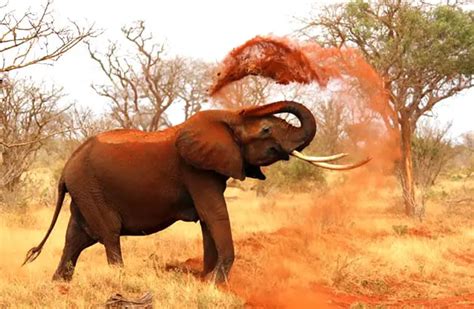 African Elephant Description Habitat Image Diet And Interesting Facts
