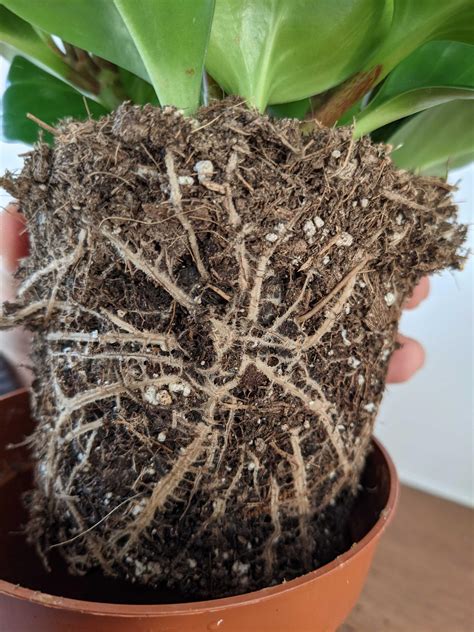 Water plants garden plants indoor plants ficus elastica house plants decor plant decor plantar mango rubber plant care avocado plant. houseplants - Brown leaves and spots on Baby Rubber Plant ...