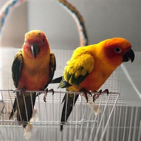 GORGEOUS SUN CONURES FOR REHOMING NEAR ME CARBONDALE For sale
