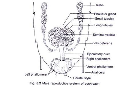 Male Anatomy Diagram Labelled 31 Male Reproductive System Diagram To