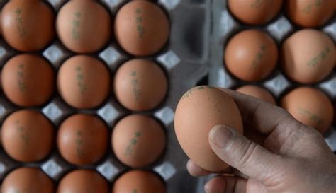 또 살충제 계란 시중 유통 중 계란 검사서 피프로닐 대사산물 검출