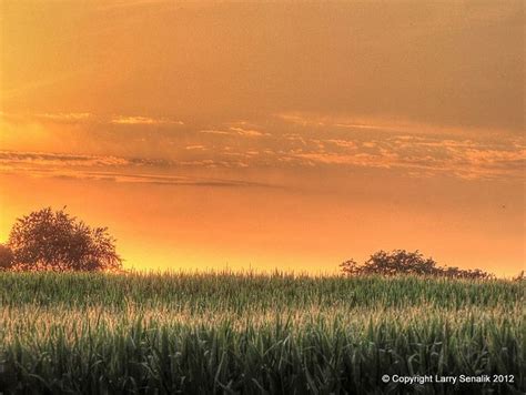 Illinois Corn Field At Sunset Outdoors Adventure Sunset Scenic