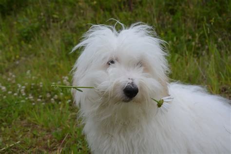 Coton De Tulear History Temperament Care Training Feeding And Pictures