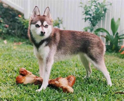 Alaskan Klee Kai Breed Guide Size Temperament And More