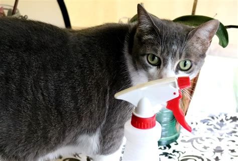 If waste clings to its fur, it will lack the flexibility to clean it off. Cat Pooping On Floor Stress - Pets Ideas