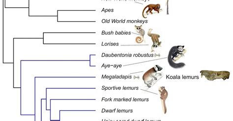 Species New To Science Primatology 2016 Phylogeny And Divergence