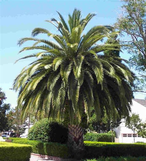 Types Of Palm Trees Palm Tree Identification Palm Trees Pinterest