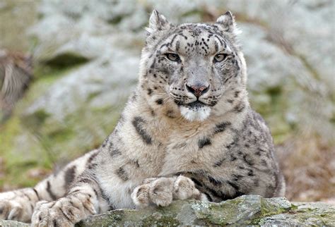 Himachals Snow Leopard Population Rises From 67 To 100