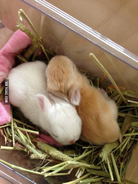 Netherland Dwarf Rabbit Babies At 2 Weeks Old Dwarf Rabbit Fluffy