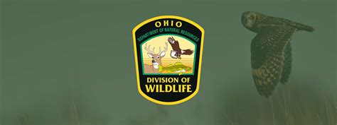 Division Of Wildlife