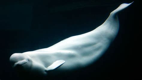 Vancouver Aquarium Bringing Back Belugas Despite Mysterious Deaths