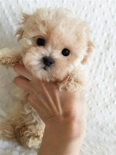 A row of maltipoo puppies | owner: Teacup Maltipoo Puppy! Female | iHeartTeacups