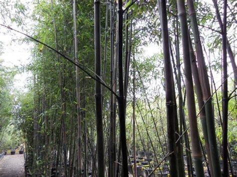 See more ideas about bamboo garden, bamboo, bamboo plants. black | Black bamboo, Bamboo, Courtyard garden