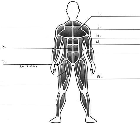 There are several types of muscle, which act on various parts of the body. Mrs. Barragree's 4th Grade Website