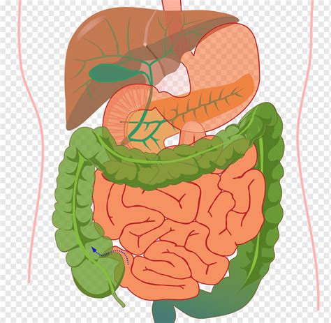 Tracto gastrointestinal sistema digestivo humano sistema de digestión